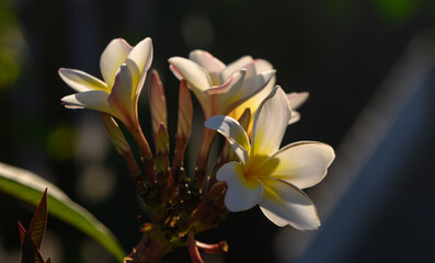 Fototapeta premium White Plumeria Flower Cluster in Cyprus Nature