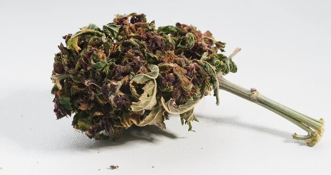 cannabis dry bud close up medical marijuana