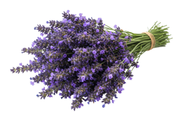 Harvesting fresh lavender bouquets in blooming fields nature outdoor serenity. Cut out PNG