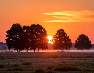 Sunrise through trees over a meadow