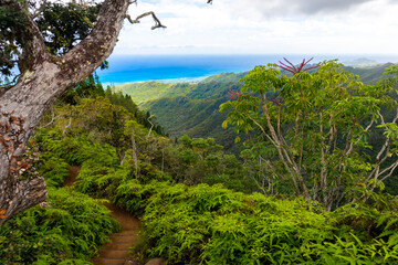 Forested hiking trail overlooking the east coast of Oahu from Kuliouou Ridge.