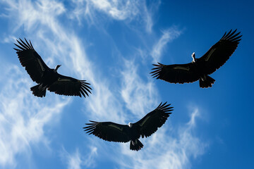 Fototapeta premium Group of Vultures Flying Against Dramatic Swirling Clouds Silhouetted in Strong Contrast with Deep Blue Sky Background