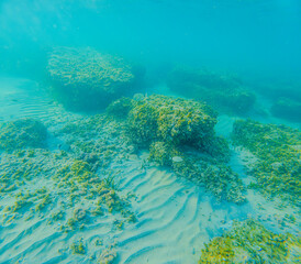 Fauna marina en la playa de la Renegá en benicassim