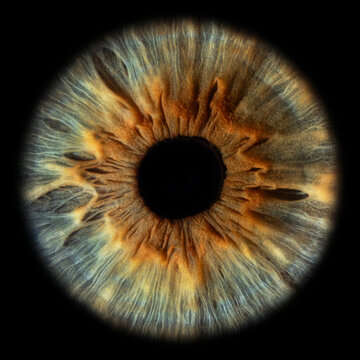 green eye iris