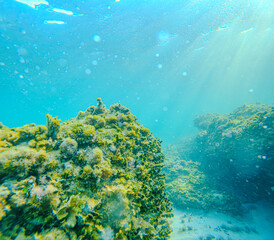 Fauna marina en la playa de la Renegá en benicassim