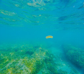 Naklejka premium Medusa de huevo frito en la playa de la renegá