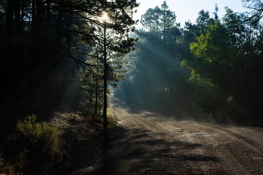 Morning sun beams over a winding forest road