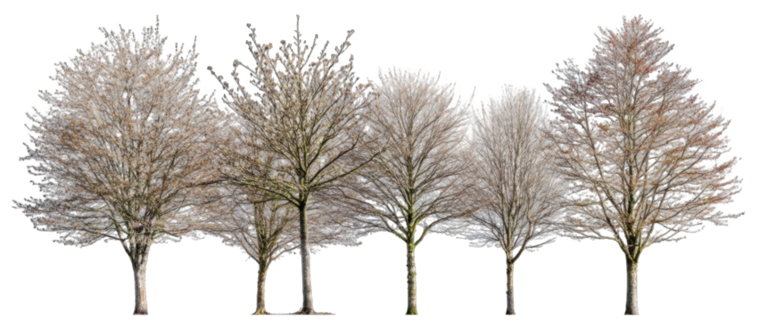 Winter trees in a row
