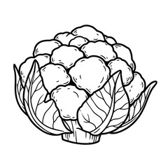 black and white vector cabbage silhouette on a white background