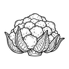 black and white vector cabbage silhouette on a white background