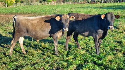 New Zealand  Two Young Brown Cattle