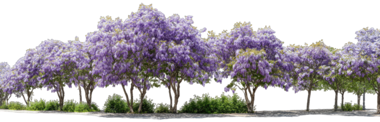 Blooming purple trees in a row