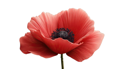 Close-up of a vibrant red poppy