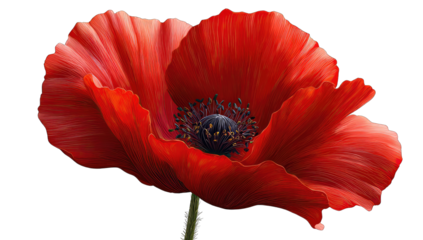 Close-up of a vibrant red poppy (3)
