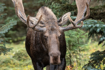 Alaskan Bull Moose