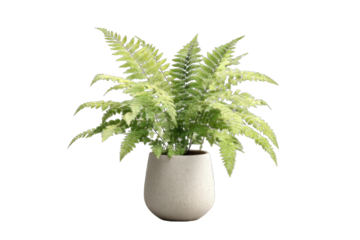 Light green fern in a light gray pot