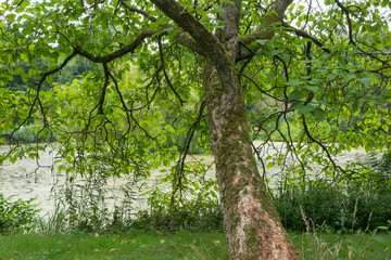 Fototapeta premium Prächtige Trompetenbaum (Catalpa speciosa)