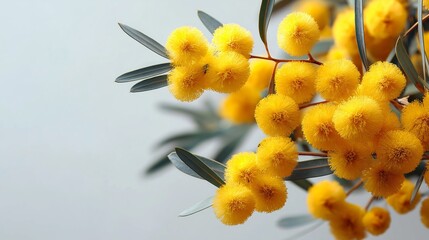 Close-up of golden wattle flowers with bluish-green leaves
