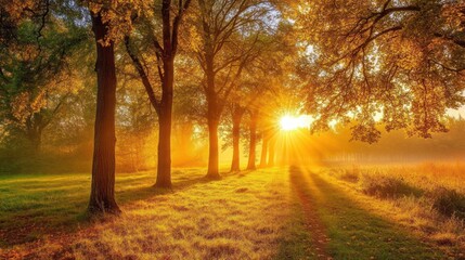 Obraz premium Golden autumnal sunbeams filtering through trees