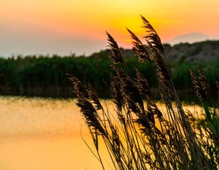 Sunset over a calm river with reeds