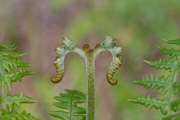 Unique hairy plant stem with two curled leaflike shapes resembling seahorses