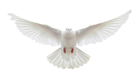 Obraz premium Isolated white dove flying with wings spread symbol of peace and hope on black background stock photo
