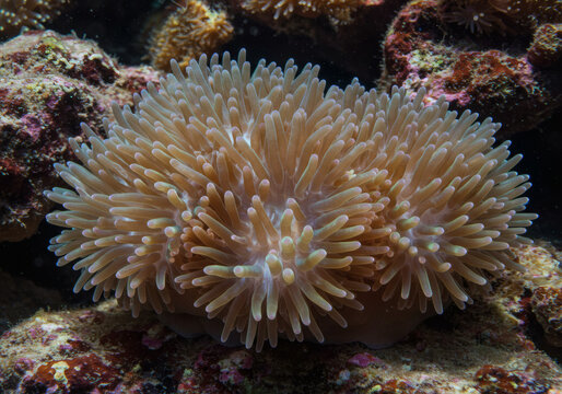 AI-generated realistic images of coral reefs and sea anemones in the ocean.