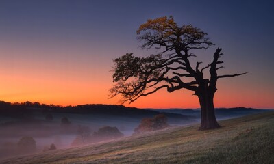 Silhouetted oak tree at sunrise, misty landscape