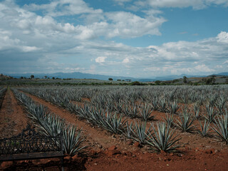 メキシコ　テキーラ　アガベ畑