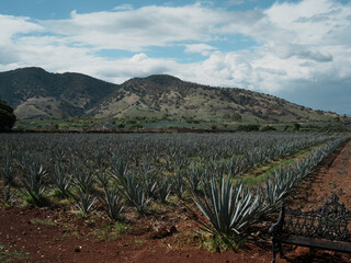 メキシコのアガベ畑