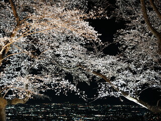 夜桜と夜景