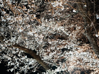 夜桜