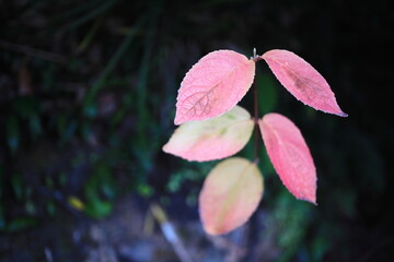 紅葉した美しい葉っぱ
