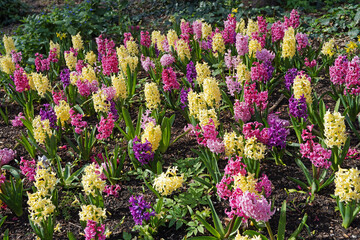 Flower bed of hyacinth flowers blooming in alternating colors © Spiroview Inc.