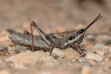 Australian Grasshopper with Distinctive Yellow Speckles 