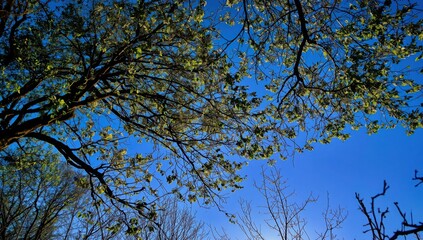 Looking up through tree branches with green leaves against a vibrant blue sky on a sunny day outdoors