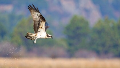 Fototapeta premium Osprey in flight over a blurred background of trees and grass.