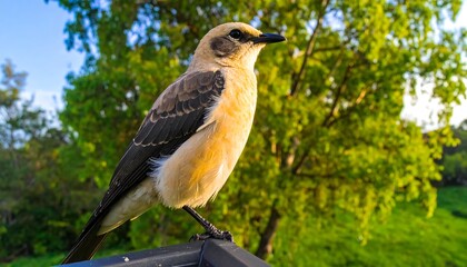 Fototapeta premium Bird perched on a railing