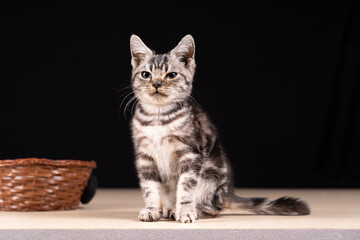 A cute little cat in the background