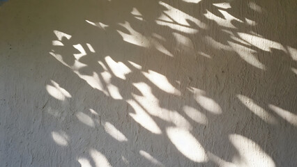 Sunlight casting dappled shadows of leaves on a textured wall creating a natural pattern
