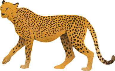 Cheetah Illustration (치타 일러스트)
