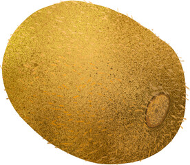 Kiwi Illustration (키위 일러스트)