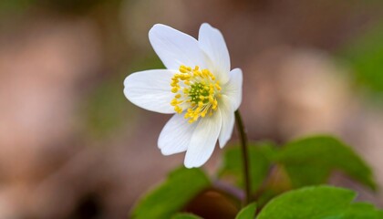 Close-up of a delicate white flower