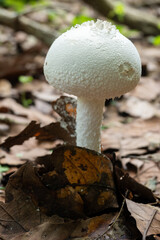 Cuautitlán de García Barragán