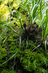 Cuautitl&aacute;n de Garc&iacute;a Barrag&aacute;n