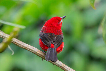 Braziliian Tanager or Tiê-Sangue bird of the Atlantic Forest - Male - South East Brazil - South America (Ramphocelus bresilia)