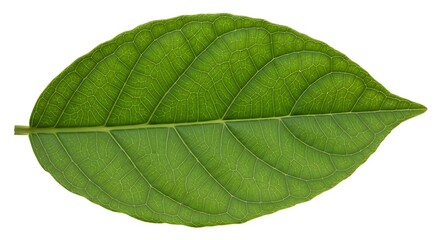 Obraz premium Close-up of a Vibrant Green Leaf with Detailed Veins on White