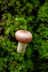 Cuautitl&aacute;n de Garc&iacute;a Barrag&aacute;n