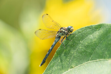 ひまわりの葉にとまるトンボ