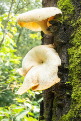 Cuautitl&aacute;n de Garc&iacute;a Barrag&aacute;n